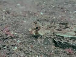 Flying gurnard (Dactylopterus volitans) on a sandy seabed. Filmed in the Lembeh Strait, Sulawesi, Indonesia Stock Footage