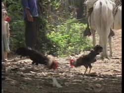 EL SALVADOR: GROWING WAVE OF VIOLENT CRIME CAUSES CONCERN TO LOCALS News Clip