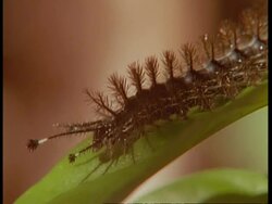 CU spiky brown caterpillar on leaf, South America Stock Footage