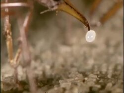 CU Bulldog Ant (Myrmecia) carrying egg, Australia Stock Footage