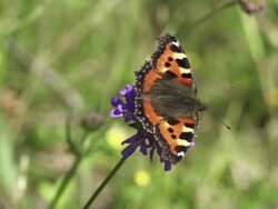 Painted Lady Stock Footage