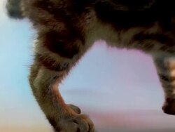 Kitten playing Stock Footage