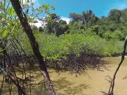 Mangrove forest Stock Footage