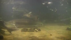 Various fish and stingrays swim together underwater. Stock Footage