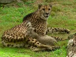 WS Adult Cheetah laying on ground with cub  / Safari de Peaugres, France Stock Footage