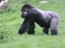 gorilla Stock Footage