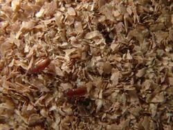 ECU Shot of adult Broadhorned flour beetle on stored grain products / Newcastle Emlyn, Ceredigion, United Kingdom Stock Footage