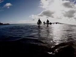 Contact Tri Series Triathlon - Takapuna Stock Footage