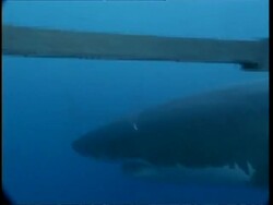 MS POV from inside shark cage of Great White Shark swimming past, Guadalupe Island, Pacific Ocean Stock Footage