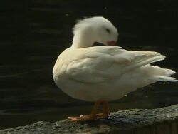 Close Up Shot Duck Safari World Bangkok Thailand Stock Footage