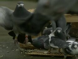 SLO MO pigeons (Columba livia) fly out of basket, UK Stock Footage