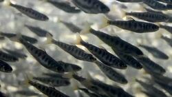 Large School of Salmon Fry 2 Stock Footage