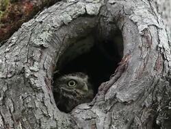MS Little owl standing at nest entrance Hole and flying out / Vieux, Normandy, France    Stock Footage