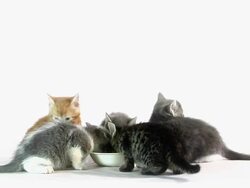 Eating Cats Stock Footage