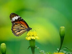 Monarch Butterfly Stock Footage