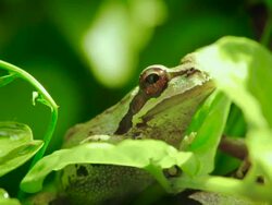 Pacific Tree Frog breathing Stock Footage