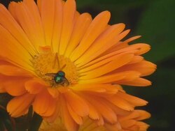 Fly on Orange Flower Stock Footage