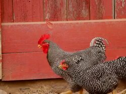 Chicken Stock Footage