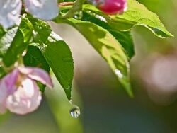SLO MO Raindrops dripping off the apple blossoms Stock Footage