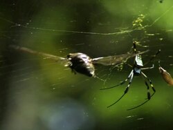 Medium Shot Slow Motion - Flying insect hits Orb-weaver spider's web / Costa Rica Stock Footage