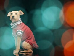Pet Fashion Show Stock Footage