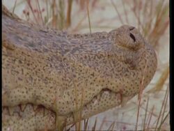 BCU Pan left from snout to eye of Spectacled Caiman, Caiman crocodilus, South America Stock Footage