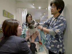 Acupuncture Therapy For Dogs Attracts Dog Owners Stock Footage
