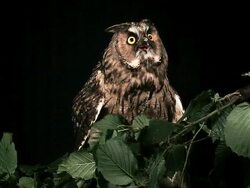 MS Shot of long eared owllt standing on Branch, in Defensive Posture / Vieux Pont en Auge, Normandy, France Stock Footage