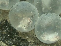 Cuttlefish Eggs Stock Footage