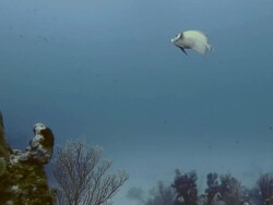 Solitary grey angelfish swimming off the shores of Utila Stock Footage