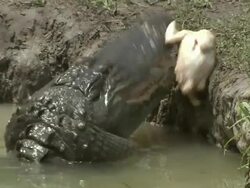 Medium Close Up hand-held - An alligator snaps at bait. / Florida, USA Stock Footage