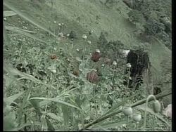 COLOMBIA: BLACKHAWK HELICOPTERS USED IN DRUGS WAR News Clip