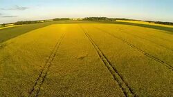 Rapeseed field areal view Stock Footage
