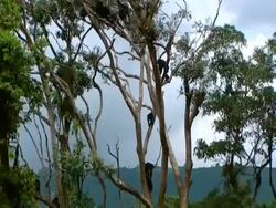 Chimpanzee (Pan troglodytes) troop in trees, Sierra Leone Stock Footage