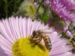 ECU TS SLO MO Shot of Honey bee nectar feeding / Newcastle Emlyn, Ceredigion, United Kingdom Stock Footage