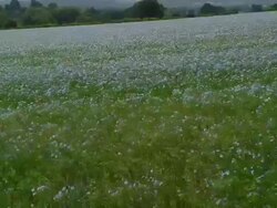 T/L Linseed (Linum usitatissimum) field, UK, June - matches framing of TS273 to TS277 Stock Footage