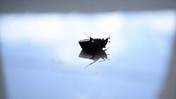 Beetle bug Stock Footage