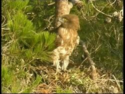 MCU Short-toed Eagle on nest, looking alert, Israel Stock Footage