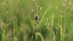 Grass background Stock Footage