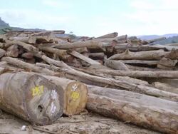 MS PAN Felled logs / Tawau, Sabah, Malaysia Stock Footage