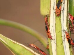 Insect Stock Footage