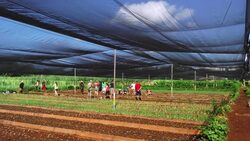Organic farming provides fesh food in Cuba  News Clip