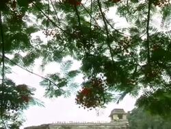 Palenque Palace Mayan Ruins Site in Yucatan Mexico Stock Footage