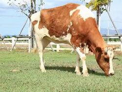 Cow grazing on Meadow Stock Footage