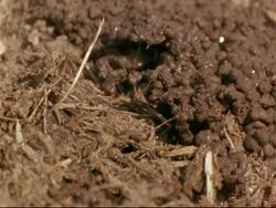 T/L - CU straw/dry dung being covered with mud by termites, termite heads visible, Mana Pools, Zimbabwe Stock Footage