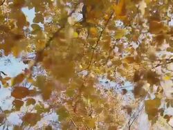 HD Camera Stabilization Shot: Autumn Trees Stock Footage