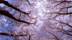 Cherry blossom in full bloom -4K- Stock Footage