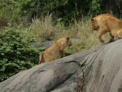 2 young lion cubs playing on a rock Stock Footage