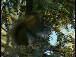 MCU North American Red Squirrel sitting in tree squeaking, alarm call, Arctic circle Stock Footage