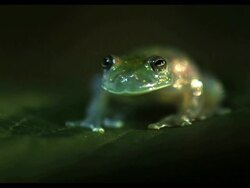 Medium Shot Slow Motion - Glass frog on leaf jumps up and out of the frame / Costa Rica Stock Footage